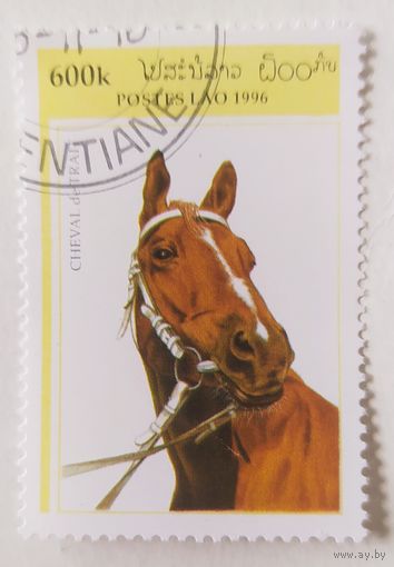 Лаос 1996, лошади