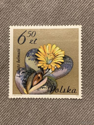 Польша 1981. Цветы. Litbaps belmutii. Марка из серии