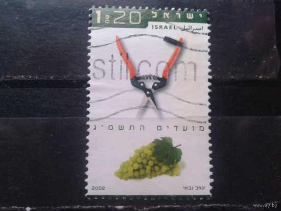 Израиль, 2002, Виноград, секатор