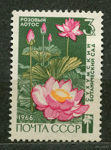 Розовый лотос. Сухумский ботанический сад. 1966. Чистая