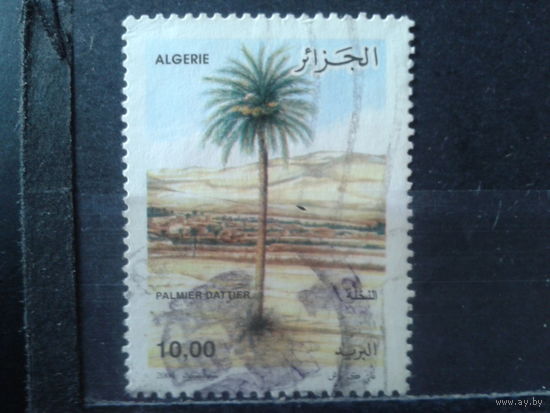 Алжир 2004 Дерево, пальма