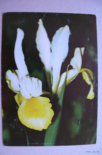 Цветы (1), 1984, чистая (Болгария).