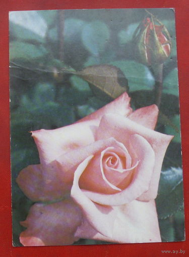Роза " Винервальд ". Чистая. 1983 года. Фото Матанова. 1659.
