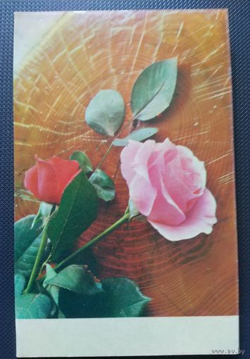 Открытка универсальная. Фото Е. Кассина. Розы на спиле бревна. Двойная. Подписана. 1972 г.