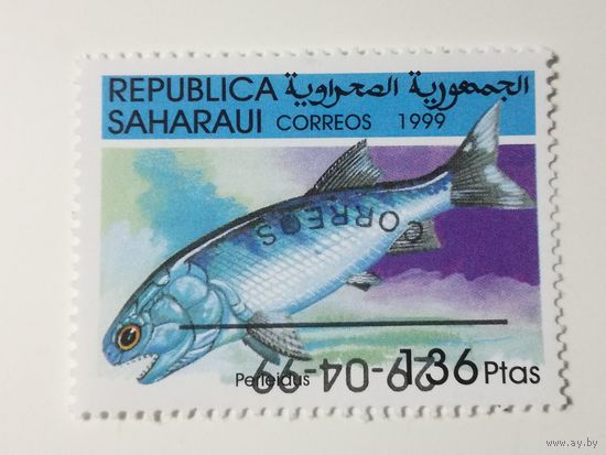 Сахара 1999. Рыбы
