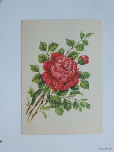 Цветы открытка Германия  10х15  см