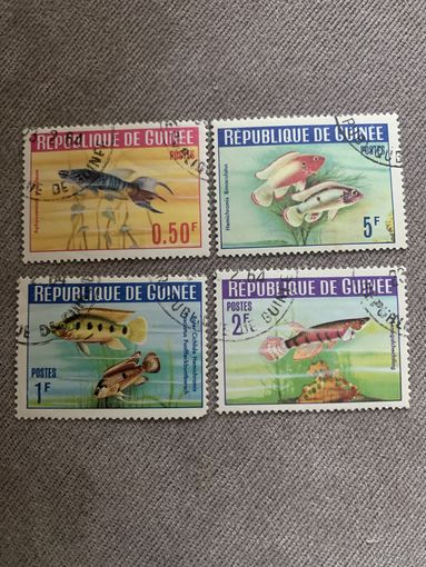 Гвинея. Аквариумные рыбки