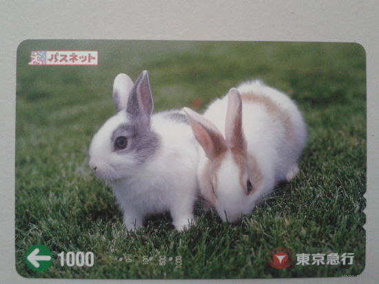 Япония кролики