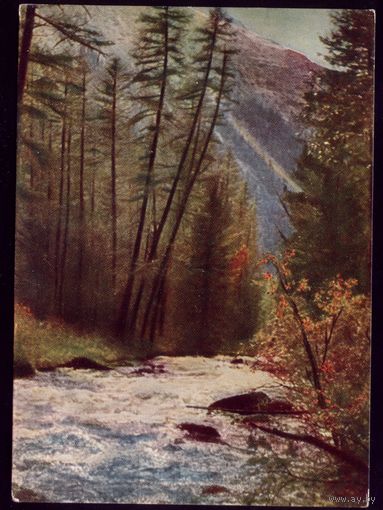 Горный Алтай 1961 Лес в верховьях реки Шавлы