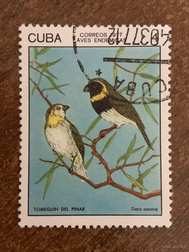 Куба 1977. Птицы. Tiaris Conora. Марка из серии