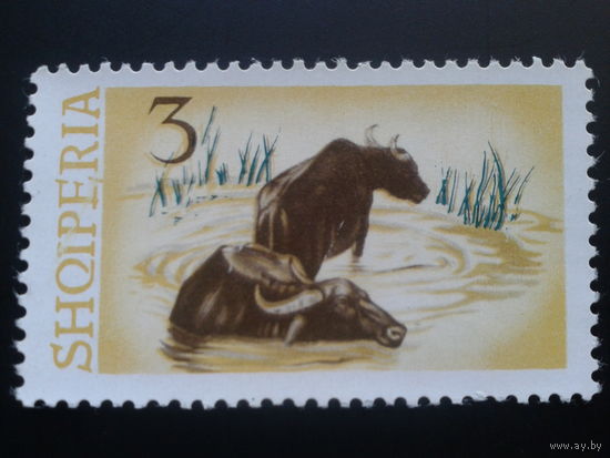 Албания 1965 буйволы
