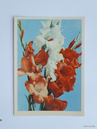 Ананьин гладиолусы 1968  открытка БССР 10х15  см