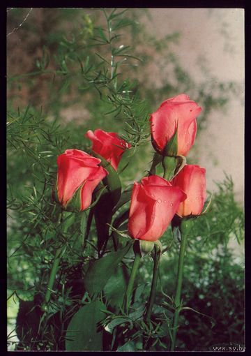1995 год Розы