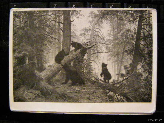 Открытка Живопись. Шишкин Утро в сосновом лесу 1946г