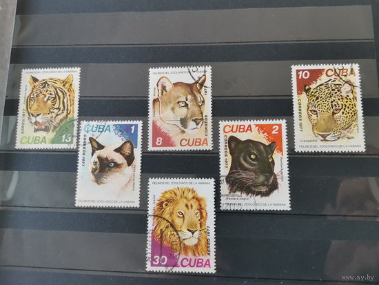 Куба 1977г. Кошачьи в зоопарке Гаваны *