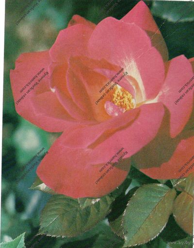 Открытка роза роз гожар ,1982 г, чистая