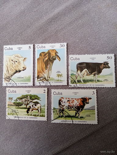 Куба 1984. Домашний скот. Коровы