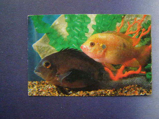 Карманный календарик . Аквариумные рыбки.1991 год