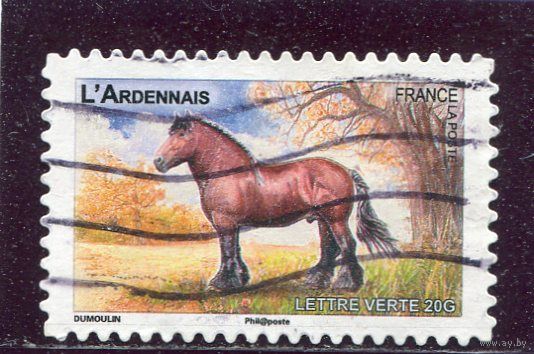 Франция. Арденская лошадь