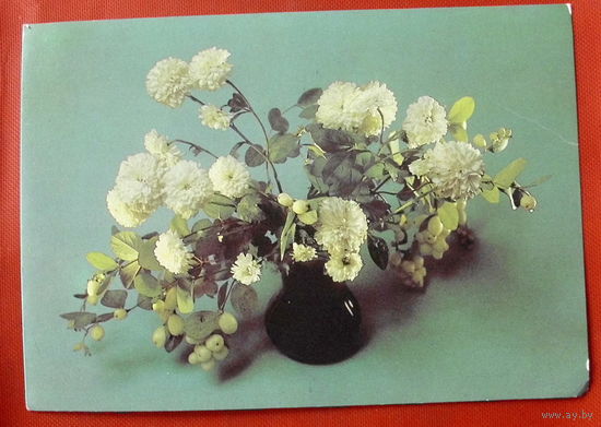 Цветы. Чистая. 1985 года. Савалова. 519.