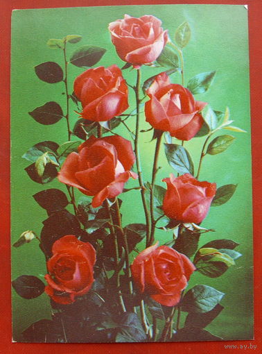 Розы. Чистая. 1983 года. Костенко. 1532.