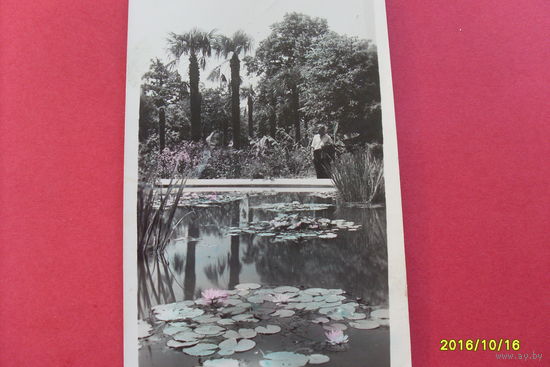 Крым Никитский Ботанический Сад  1951 год